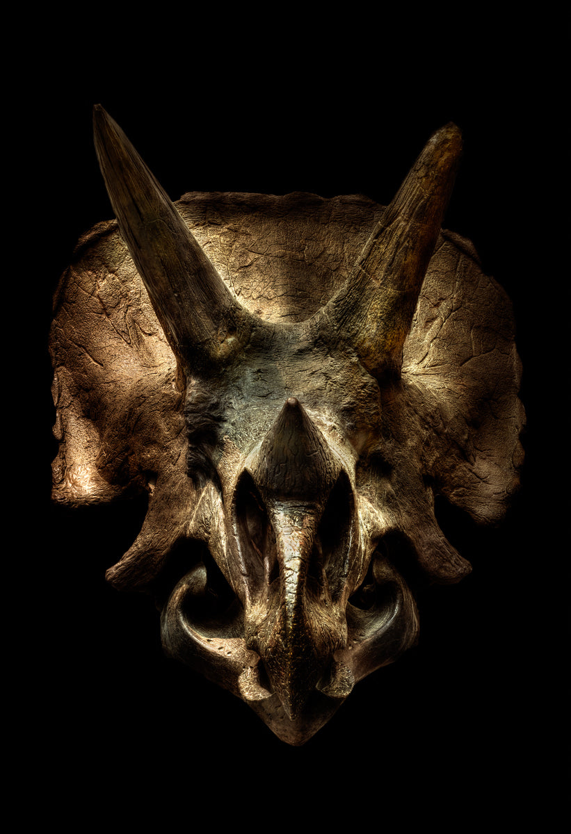 Triceratops Duo by Christian Voigt, limited edition photography