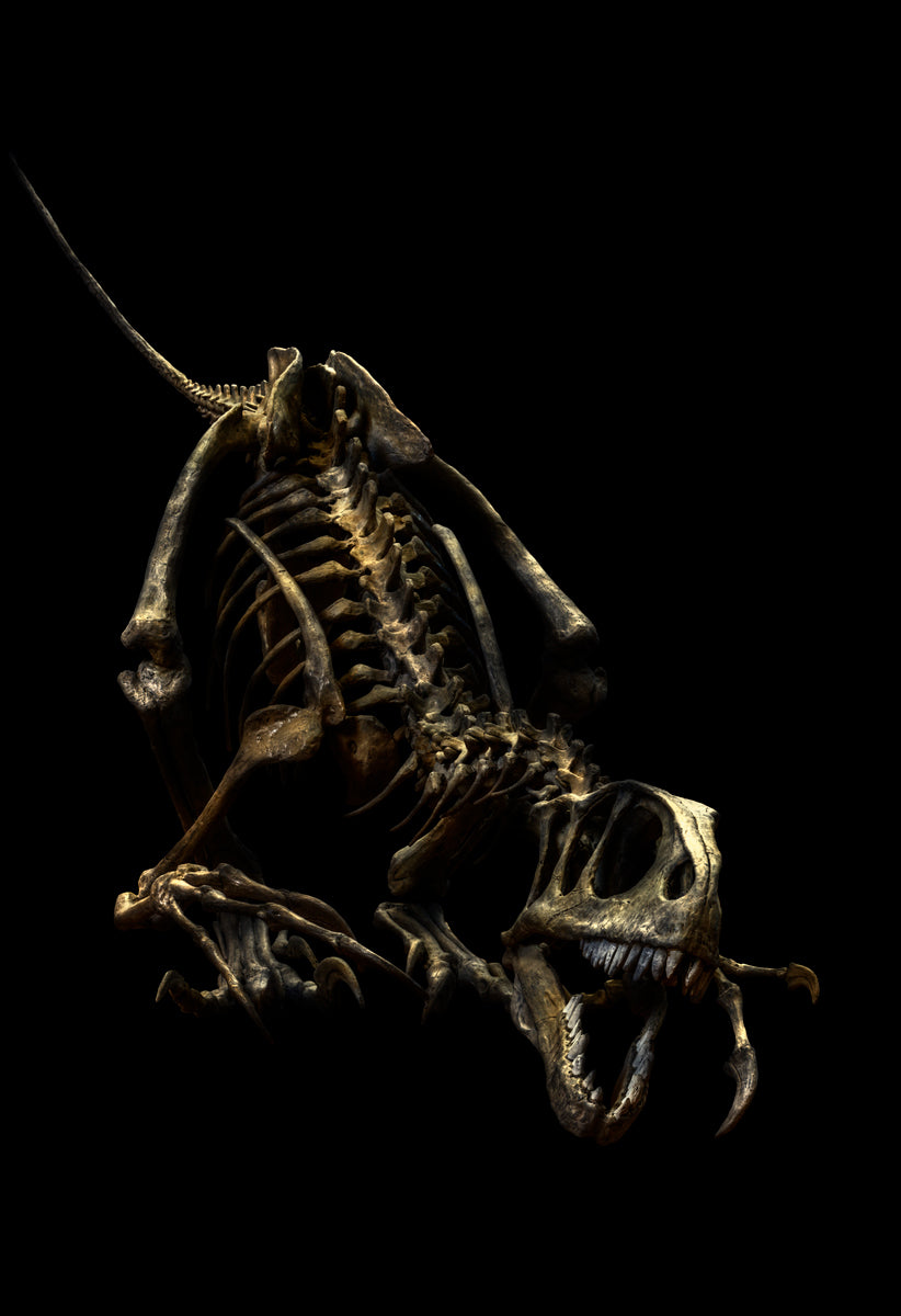 Unenlagia Comahuensis by Christian Voigt, limited edition photography