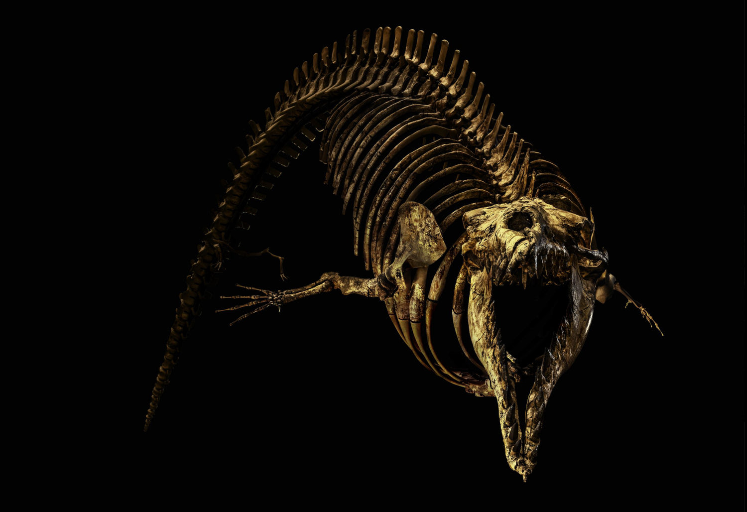 Cynthiacetus Peruvianus by Christian Voigt, limited edition photography