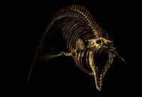 Cynthiacetus Peruvianus