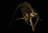 Cynthiacetus Peruvianus