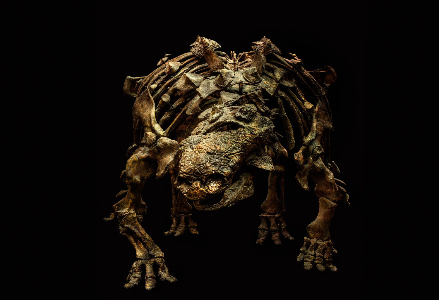 Euoplocephalus by Christian Voigt, limited edition photography