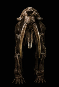 Gomphotherium Angustidens