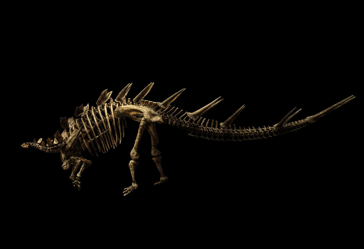 Kentrosaurus Aethiopicus by Christian Voigt, limited edition photography
