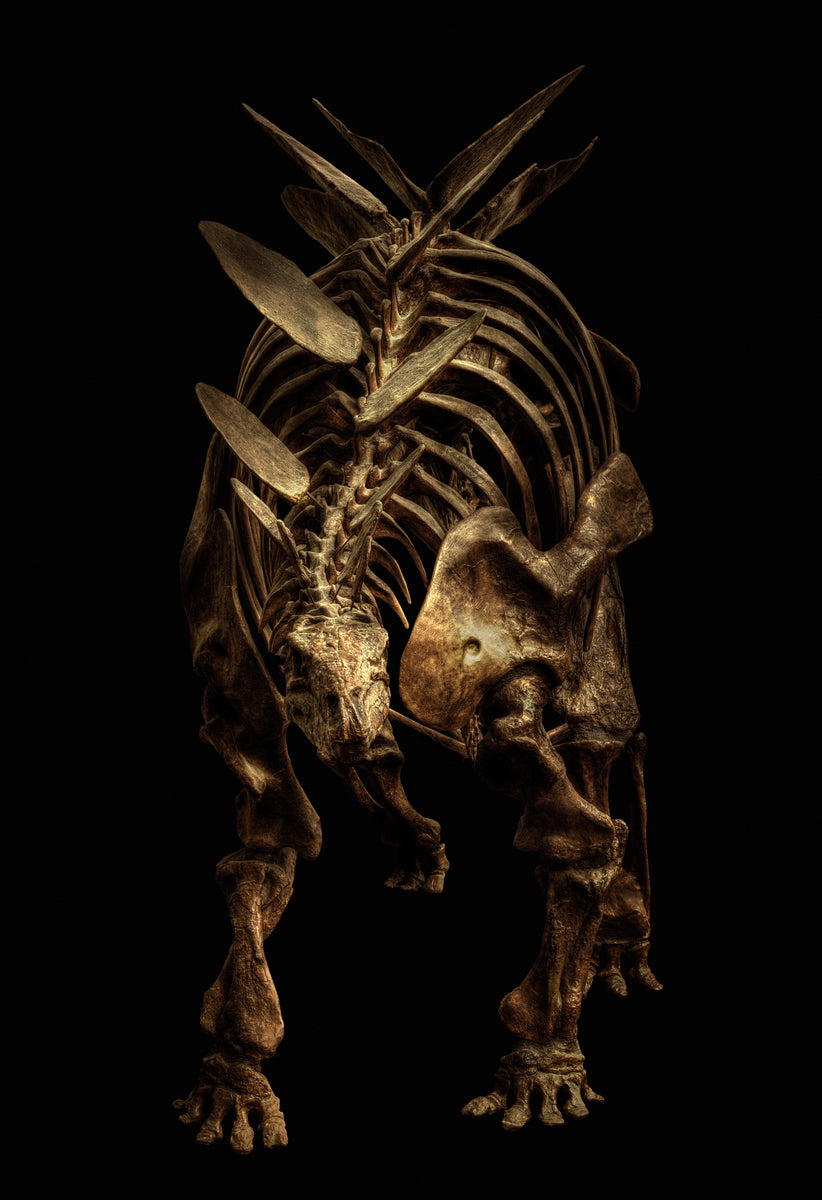 Stegosaurus by Christian Voigt, limited edition photography