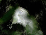 Primary Forest I 0078