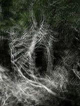 Primary Forest I 0966