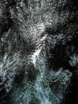 Primary Forest I 0989