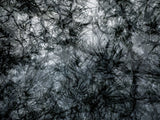 Primary Forest I 1026
