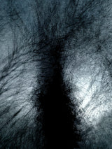 Primary Forest I 10926