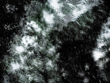 Primary Forest I 11294