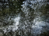 Primary Forest I 11627