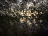 Primary Forest I 11722
