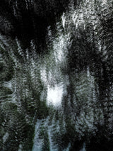Primary Forest I 1055