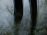 Primary Forest I 1165