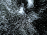 Primary Forest I 12967