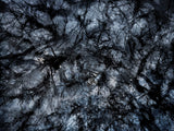 Primary Forest I 13419