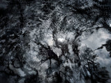 Primary Forest I 13622
