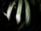 Primary Forest I 13811