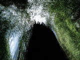 Primary Forest I 14210