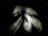 Primary Forest I 14273