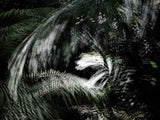 Primary Forest I 14343