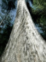 Primary Forest I 14424