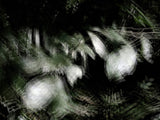 Primary Forest II 14643