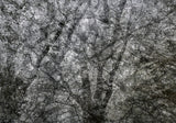 Primary Forest II 0060