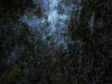 Primary Forest II 0101