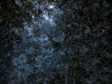 Primary Forest II 0110
