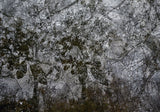 Primary Forest II 0167
