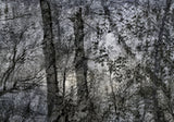 Primary Forest II 0453