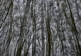 Primary Forest II 0518
