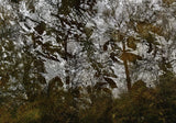 Primary Forest II 0690