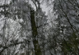 Primary Forest II 2161