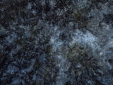 Primary Forest II 7556