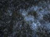 Primary Forest II 7566