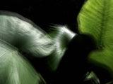Primary Forest II 10175
