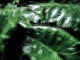 Primary Forest II 13687