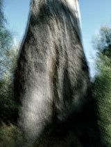 Primary Forest II 14675
