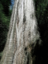 Primary Forest II 15189