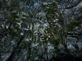 Primary Forest II 15225