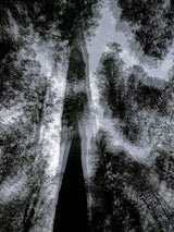 Primary Forest II 15640