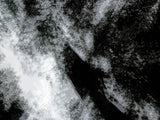 Primary Forest II 15902
