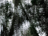 Primary Forest II 16117