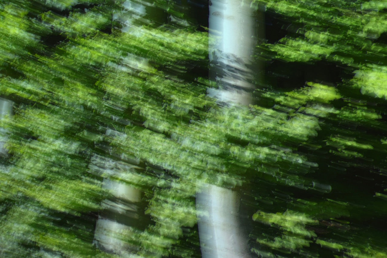 Glades No 65 by Karina Wisniewska, limited edition photography
