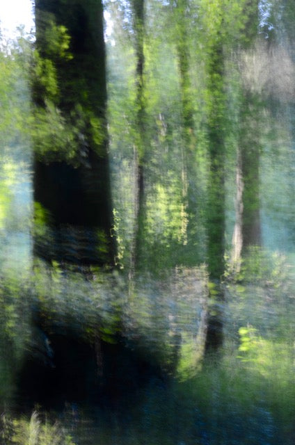 Glades No 21 by Karina Wisniewska, limited edition photography