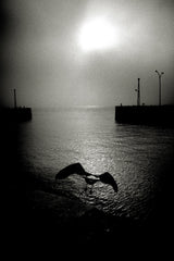 Early Bird, Lisbon