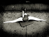 Strange Banana, New York